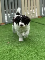 Kristi Yamaguchi, a female Miniature Bernedoodle and Miniature Aussiedoodle for sale in Greenville, OH – Photo 3 of 3
