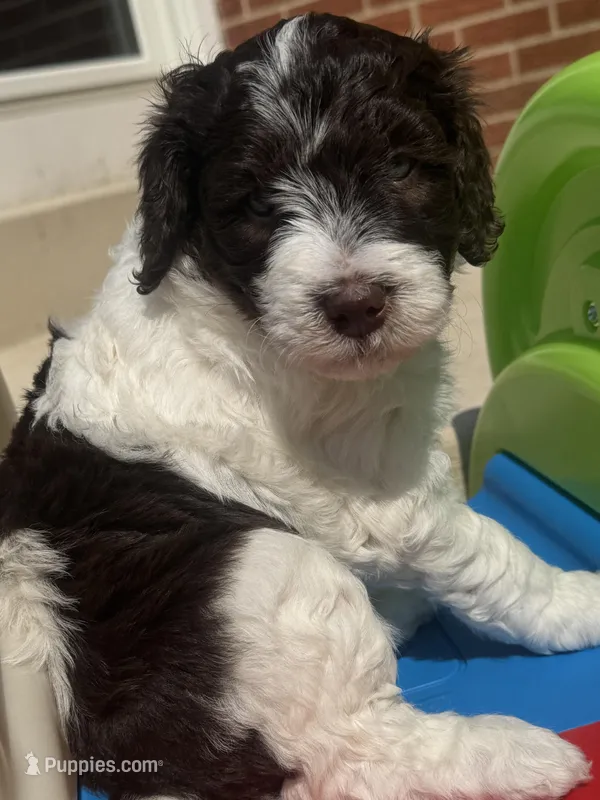 Kristi Yamaguchi – Miniature Bernedoodle, Miniature Aussiedoodle puppy for sale in Greenville, OH