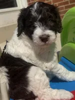 Kristi Yamaguchi, a female Miniature Bernedoodle and Miniature Aussiedoodle for sale in Greenville, OH – Photo 2 of 3