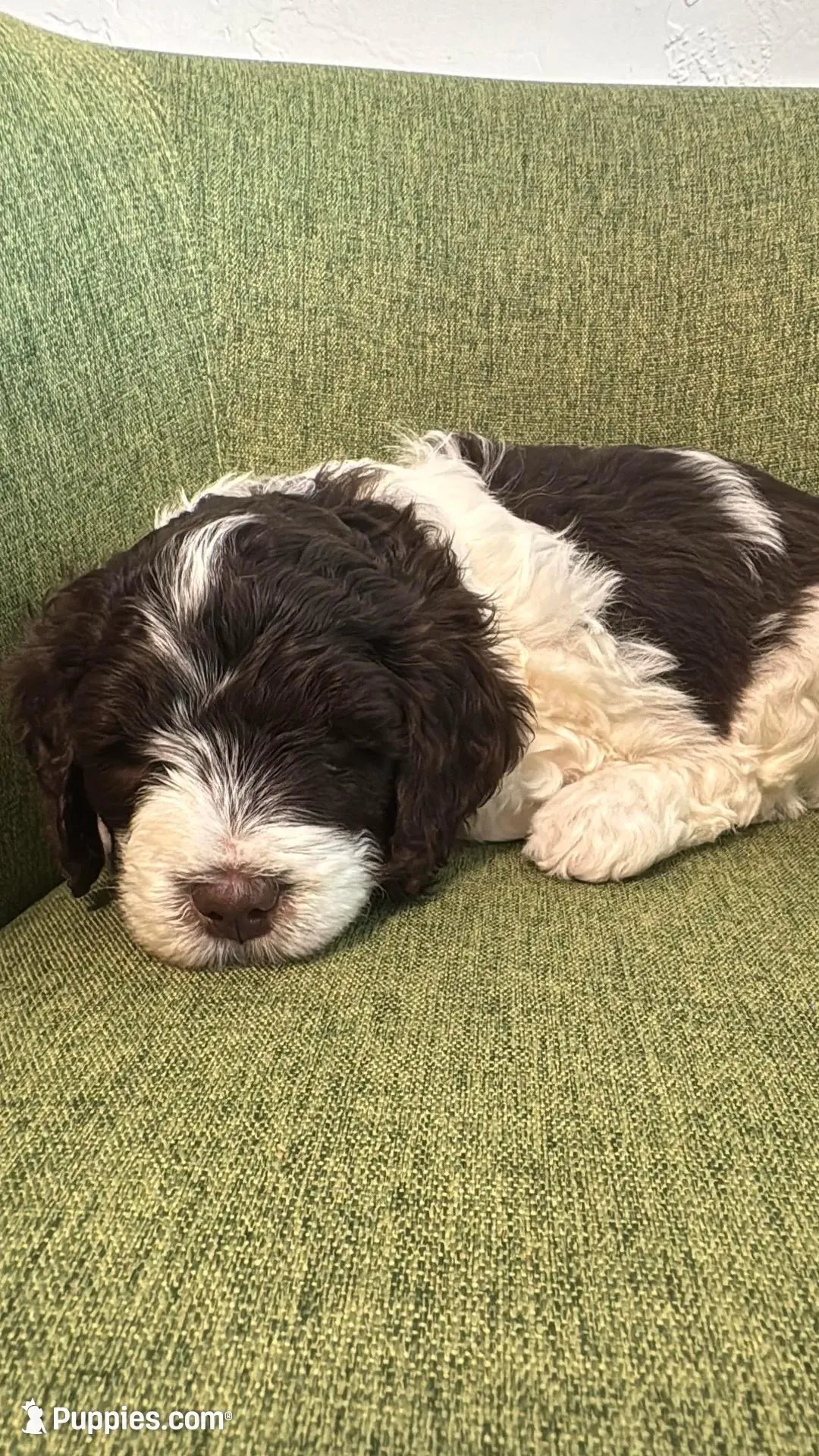 Kristi Yamaguchi – Miniature Bernedoodle, Miniature Aussiedoodle puppy for sale in Greenville, OH