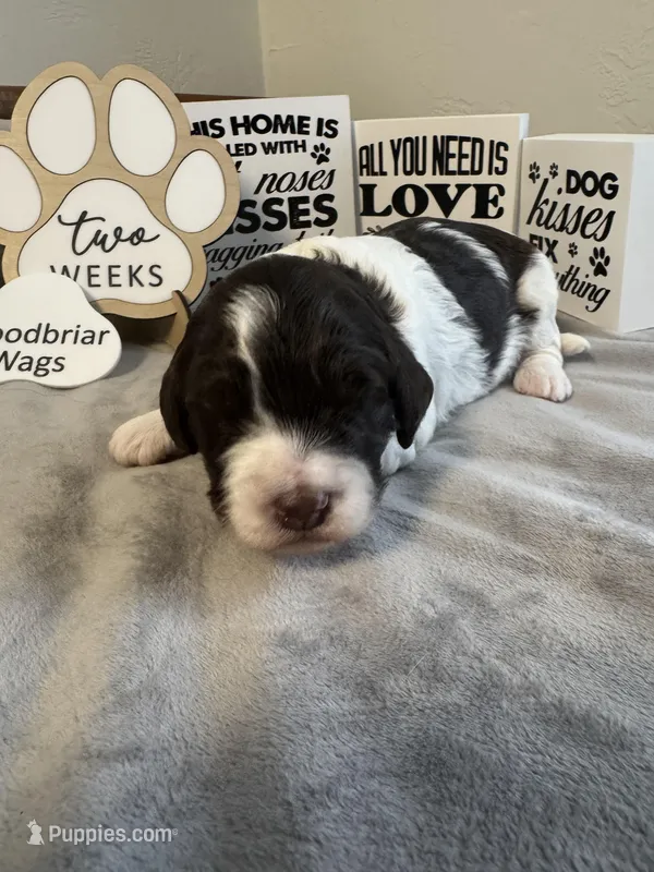 Kristi Yamaguchi – Miniature Bernedoodle, Miniature Aussiedoodle puppy for sale in Greenville, OH