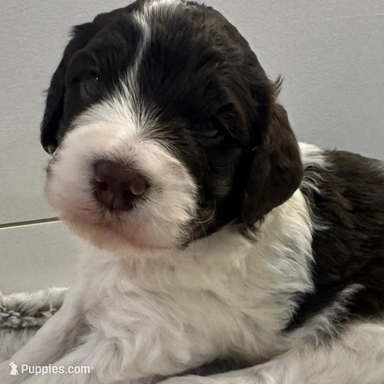 Kristi Yamaguchi – Miniature Bernedoodle, Miniature Aussiedoodle puppy for sale in Greenville, OH