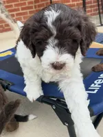 Kristi Yamaguchi, a female Miniature Bernedoodle and Miniature Aussiedoodle for sale in Greenville, OH – Photo 1 of 3