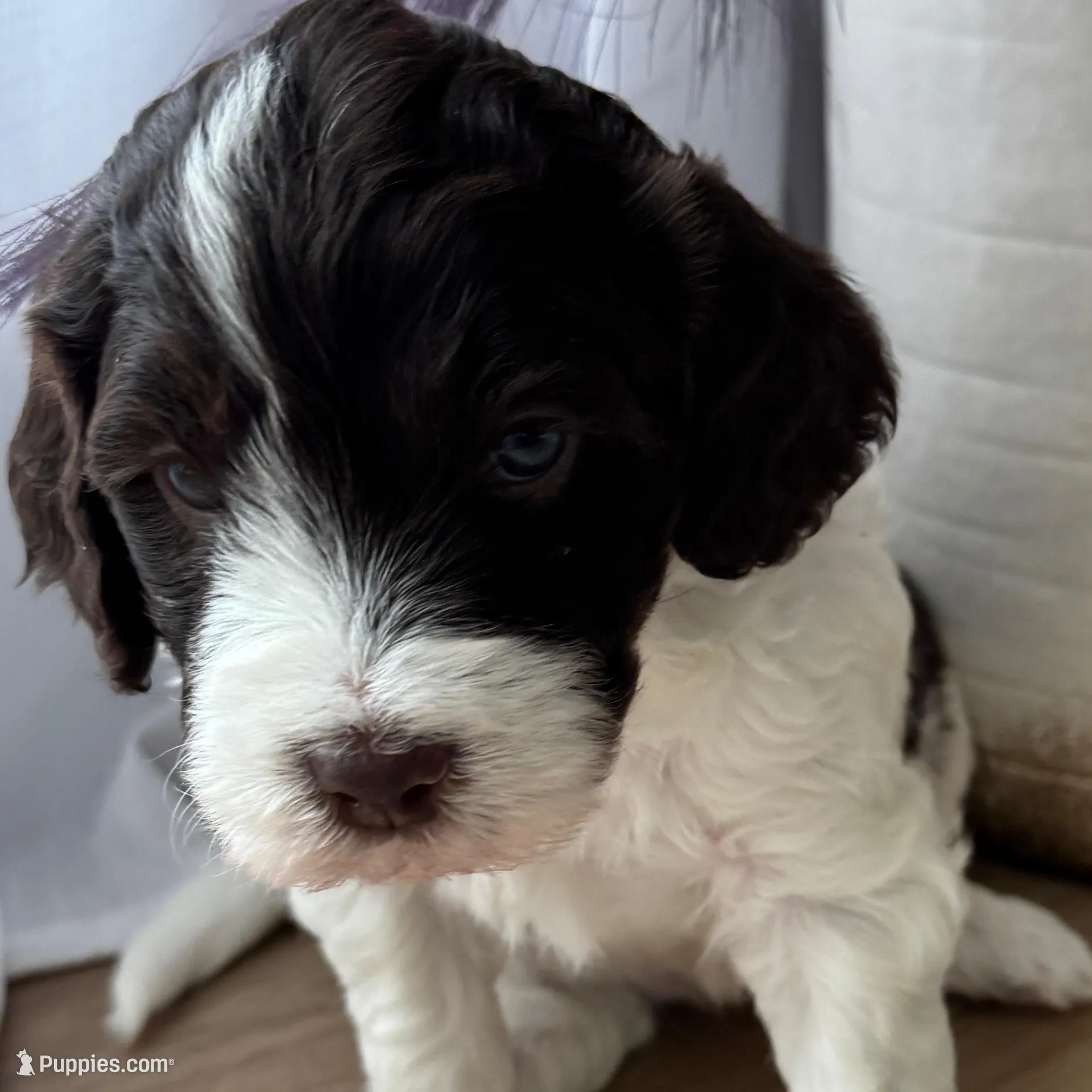 Kristi Yamaguchi – Miniature Bernedoodle, Miniature Aussiedoodle puppy for sale in Greenville, OH