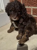 Lindsey Vonn, a female Miniature Bernedoodle and Miniature Aussiedoodle for sale in Greenville, OH – Photo 5 of 5
