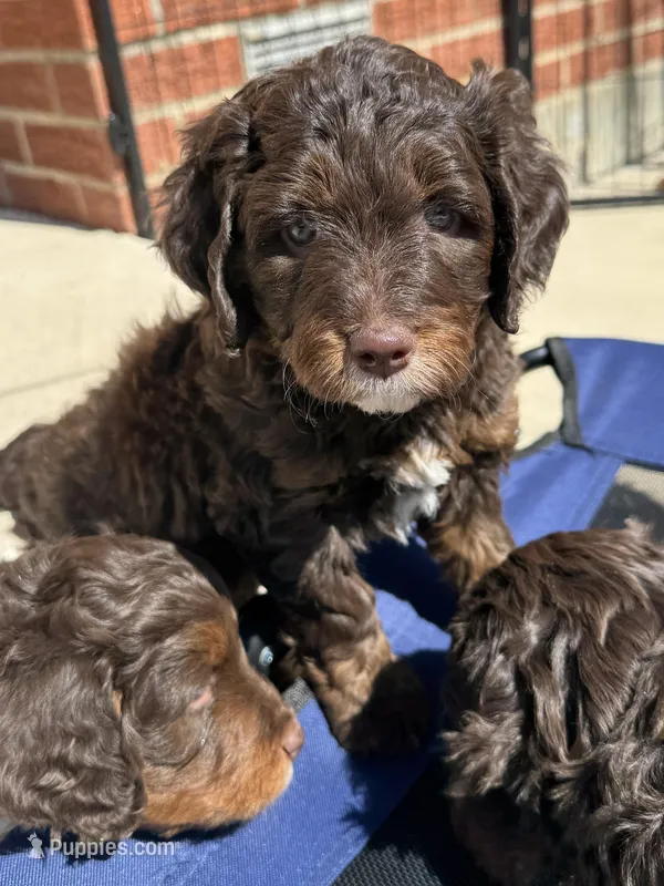 Lindsey Vonn – Miniature Bernedoodle, Miniature Aussiedoodle puppy for sale in Greenville, OH