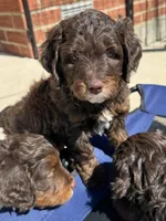 Lindsey Vonn, a female Miniature Bernedoodle and Miniature Aussiedoodle for sale in Greenville, OH – Photo 4 of 5
