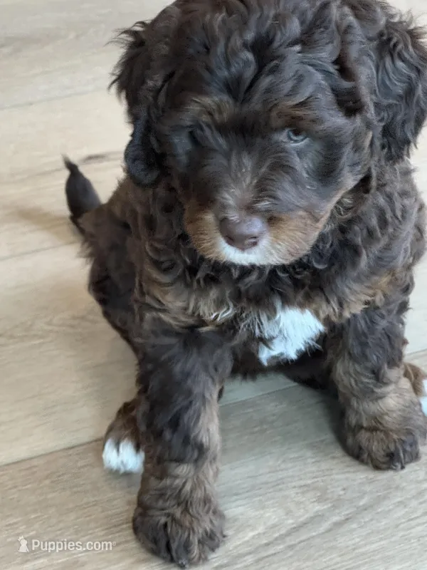 Lindsey Vonn – Miniature Bernedoodle, Miniature Aussiedoodle puppy for sale in Greenville, OH