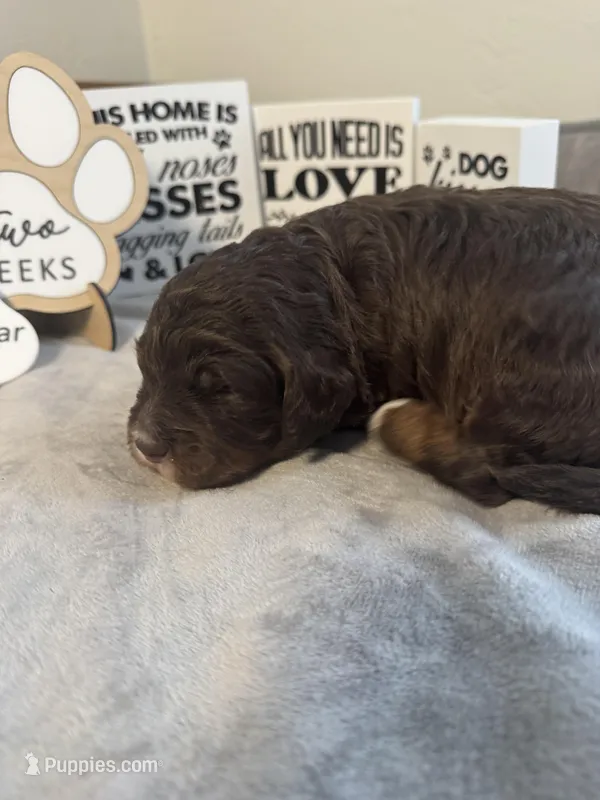 Lindsey Vonn – Miniature Bernedoodle, Miniature Aussiedoodle puppy for sale in Greenville, OH