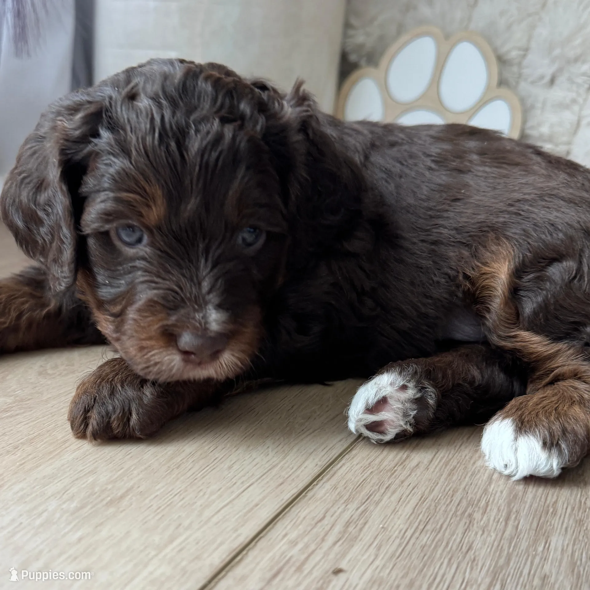 Lindsey Vonn – Miniature Bernedoodle, Miniature Aussiedoodle puppy for sale in Greenville, OH