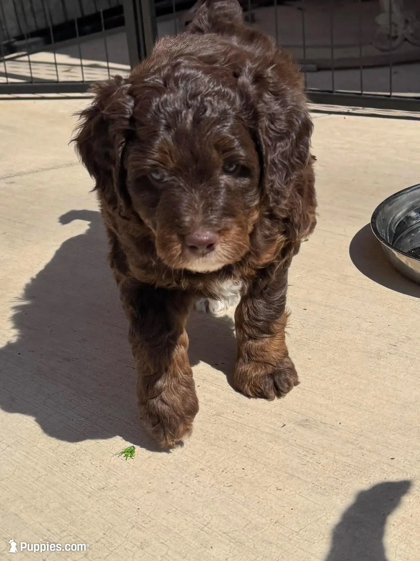 Lindsey Vonn – Miniature Bernedoodle, Miniature Aussiedoodle puppy for sale in Greenville, OH