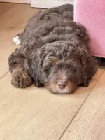 Lindsey Vonn, a female Miniature Bernedoodle and Miniature Aussiedoodle for sale in Greenville, OH – Photo 2 of 5