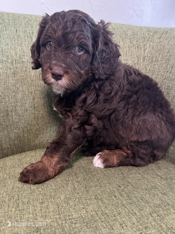 Lindsey Vonn – Miniature Bernedoodle, Miniature Aussiedoodle puppy for sale in Greenville, OH