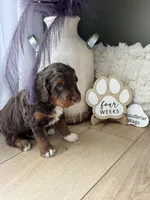 Bode Miller, a male Miniature Bernedoodle and Miniature Aussiedoodle for sale in Greenville, OH – Photo 2 of 8