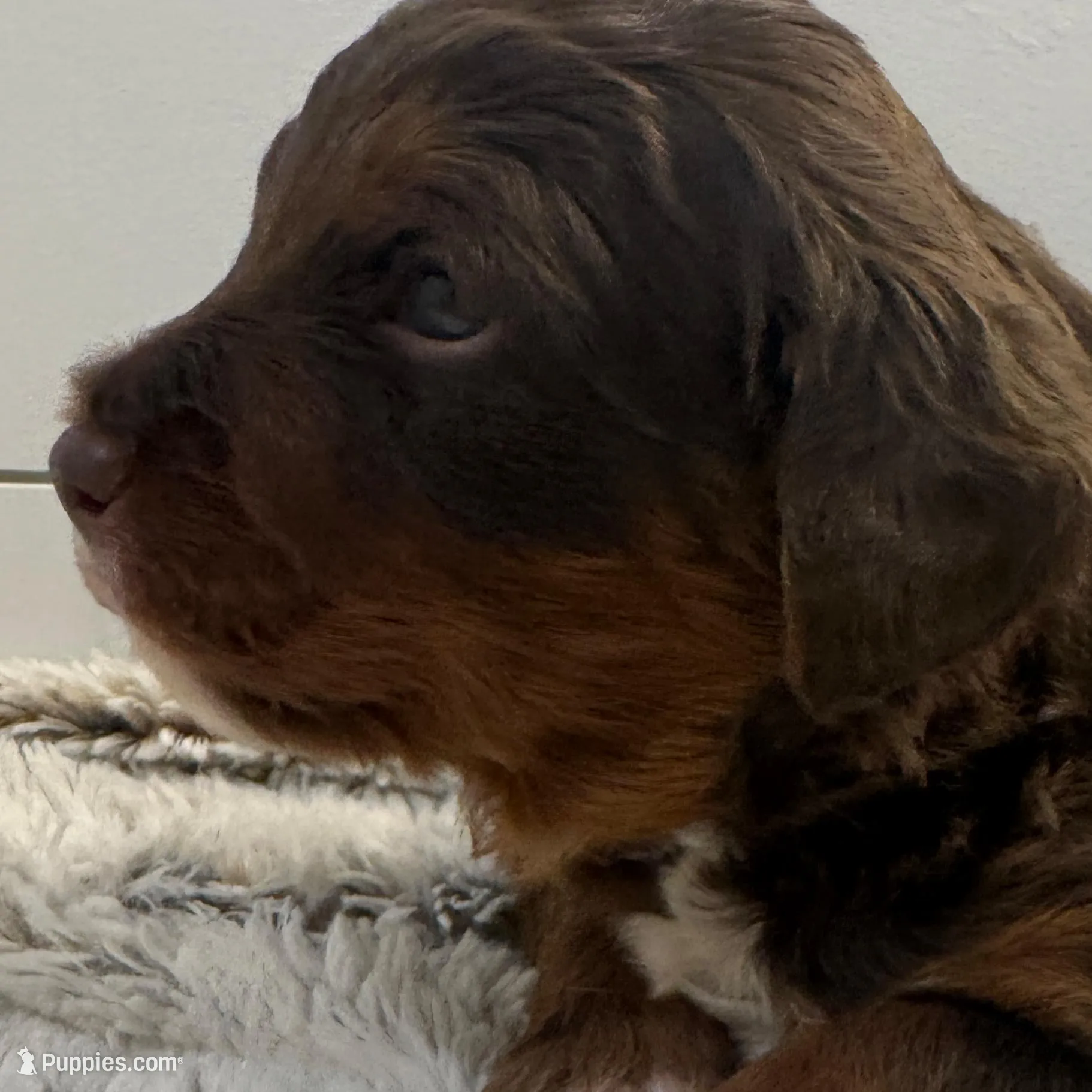 Bode Miller, a male Miniature Bernedoodle and Miniature Aussiedoodle for sale in Greenville, OH – Photo 7 of 8
