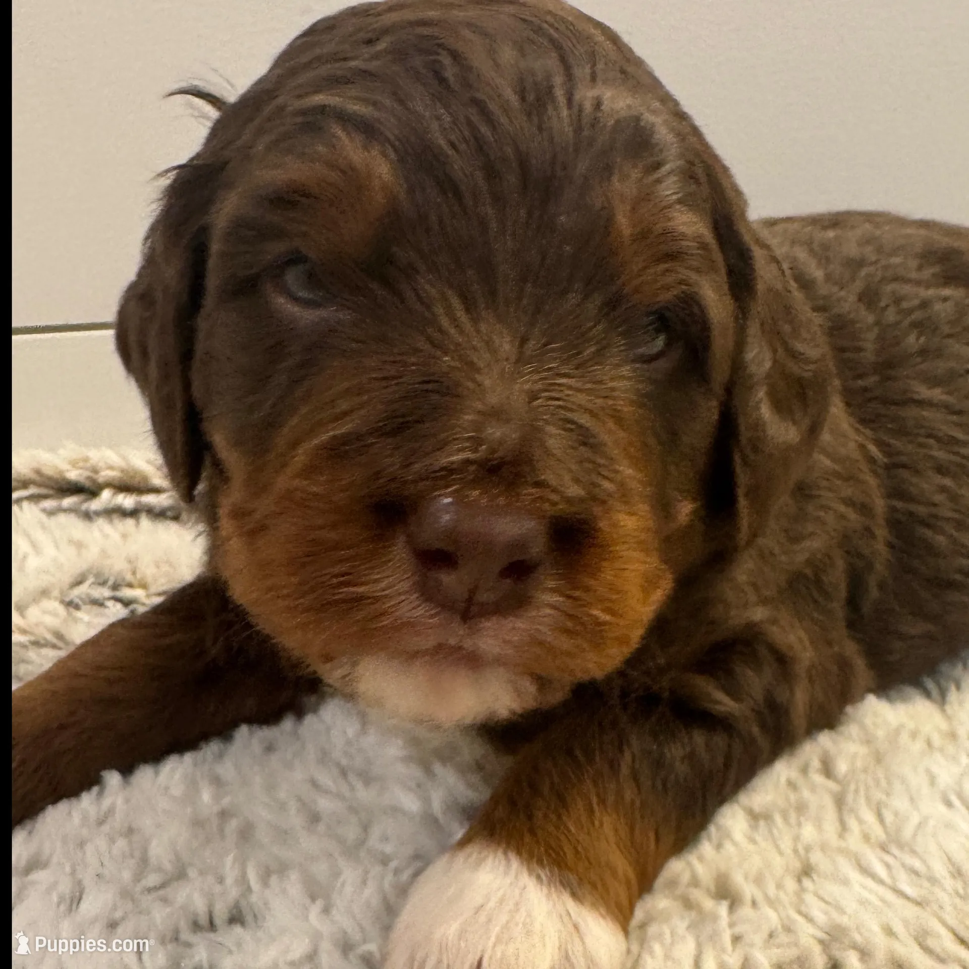 Bode Miller – Miniature Bernedoodle, Miniature Aussiedoodle puppy for sale in Greenville, OH