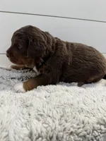 Bode Miller, a male Miniature Bernedoodle and Miniature Aussiedoodle for sale in Greenville, OH – Photo 8 of 8