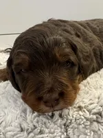 Bode Miller, a male Miniature Bernedoodle and Miniature Aussiedoodle for sale in Greenville, OH – Photo 5 of 8
