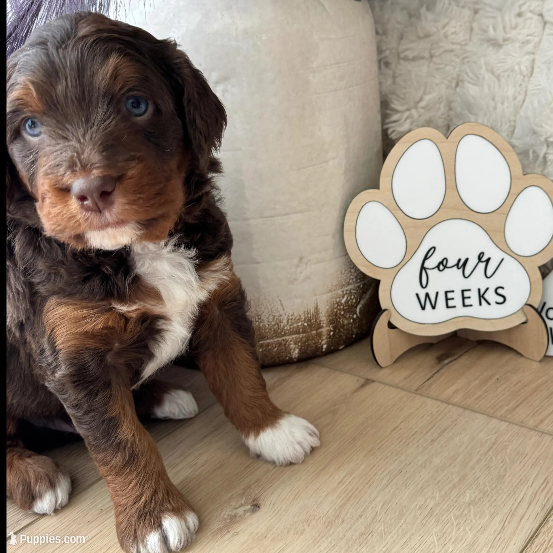 Bode Miller, a male Miniature Bernedoodle and Miniature Aussiedoodle for sale in Greenville, OH – Photo 3 of 8