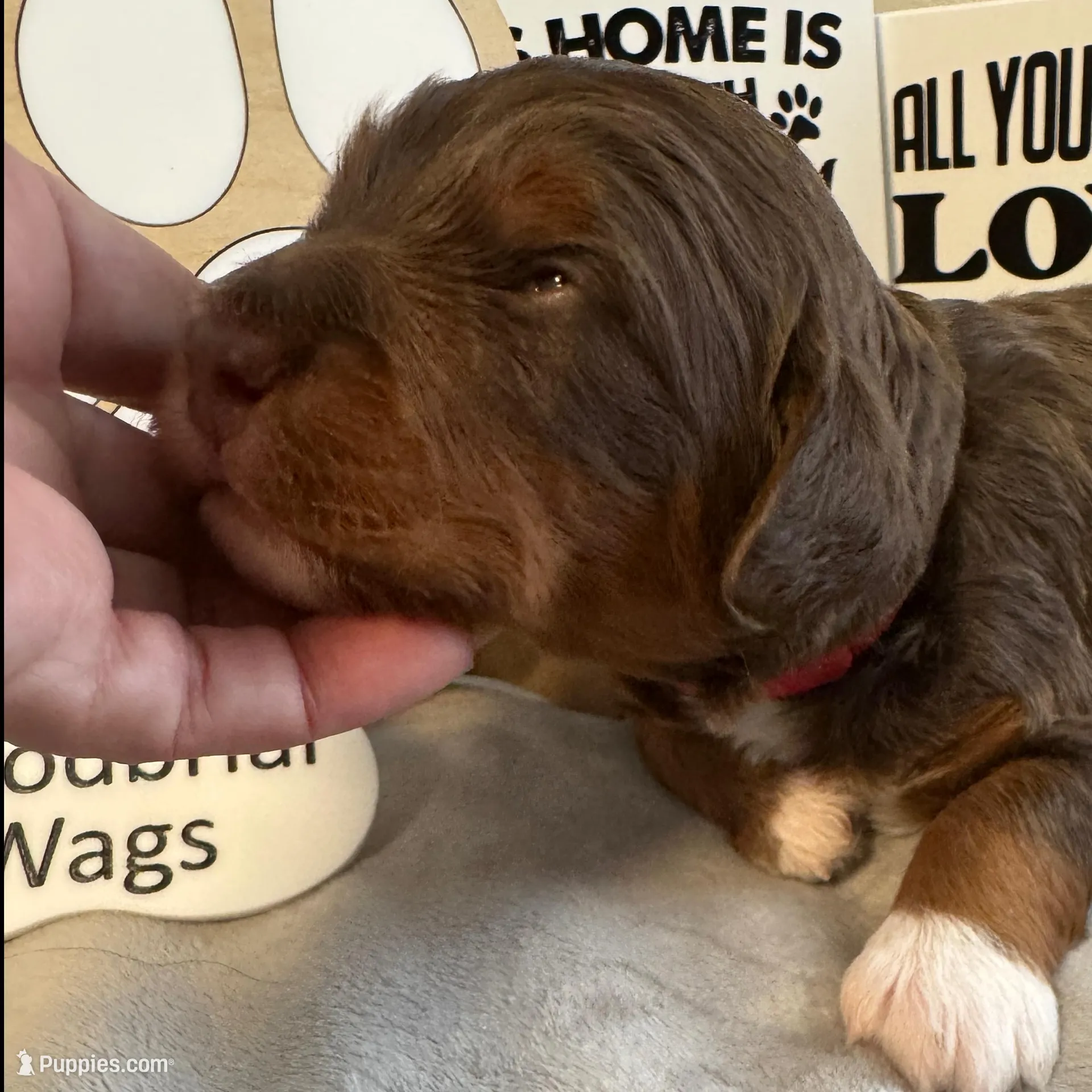 Bode Miller – Miniature Bernedoodle, Miniature Aussiedoodle puppy for sale in Greenville, OH