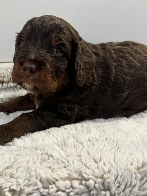 Bonnie Blar – Miniature Bernedoodle, Miniature Aussiedoodle puppy for sale in Greenville, OH