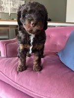 Bonnie Blar, a female Miniature Bernedoodle and Miniature Aussiedoodle for sale in Greenville, OH – Photo 2 of 7