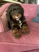 Bonnie Blar, a female Miniature Bernedoodle and Miniature Aussiedoodle for sale in Greenville, OH – Photo 1 of 7
