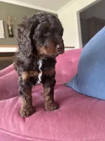 Bonnie Blar, a female Miniature Bernedoodle and Miniature Aussiedoodle for sale in Greenville, OH – Photo 4 of 7