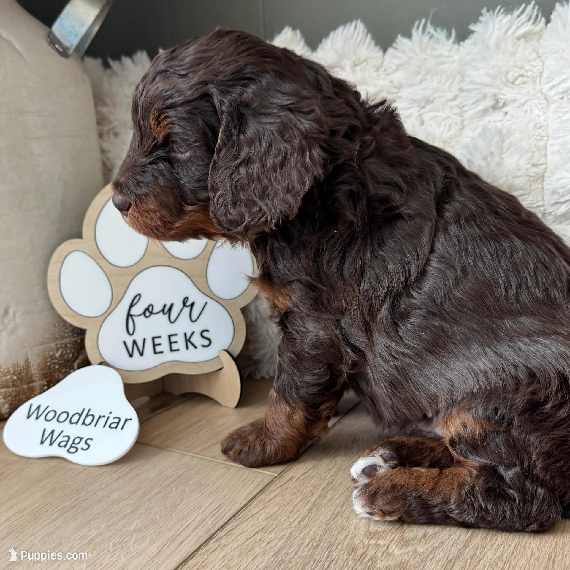 Bonnie Blar, a female Miniature Bernedoodle and Miniature Aussiedoodle for sale in Greenville, OH – Photo 5 of 7