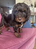 Bonnie Blar, a female Miniature Bernedoodle and Miniature Aussiedoodle for sale in Greenville, OH – Photo 3 of 7