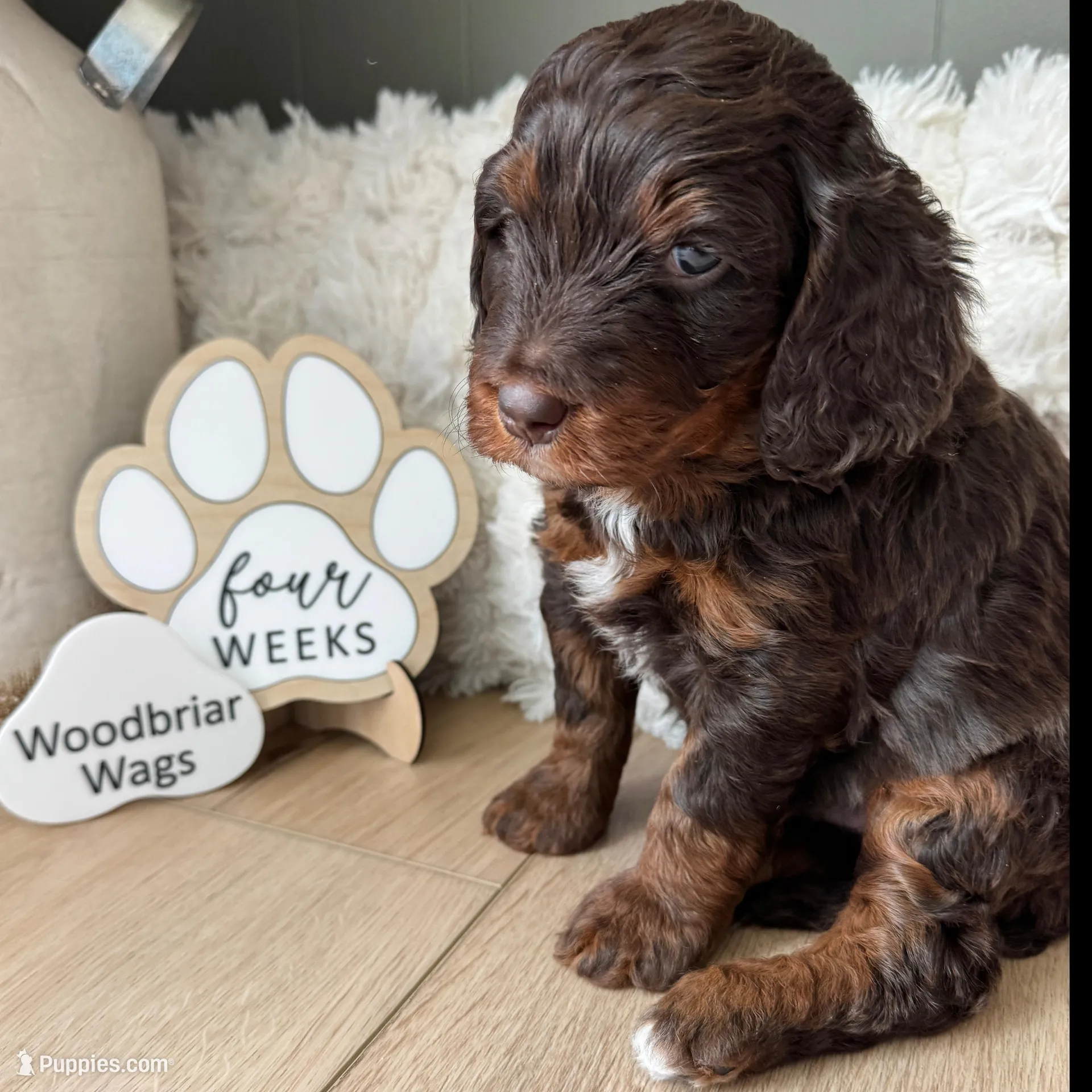 Bonnie Blar, a female Miniature Bernedoodle and Miniature Aussiedoodle for sale in Greenville, OH – Photo 7 of 7