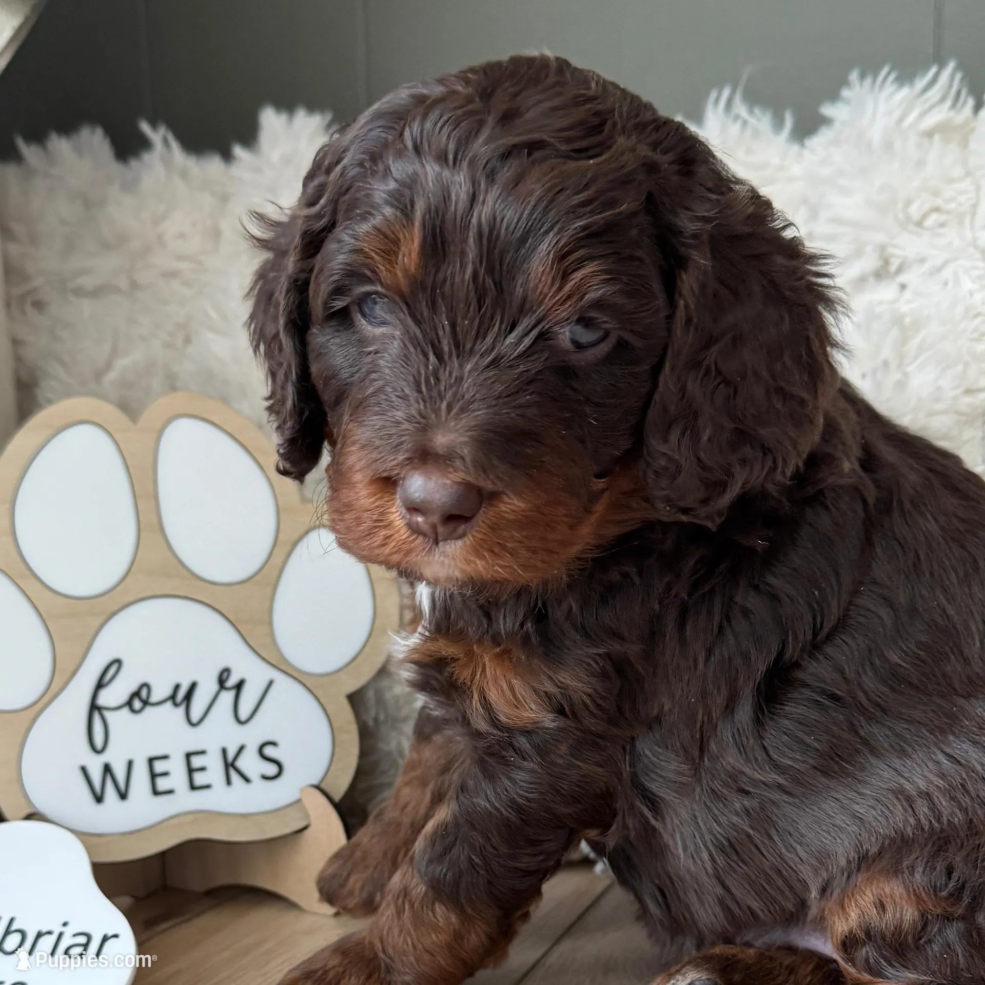 Bonnie Blar – Miniature Bernedoodle, Miniature Aussiedoodle puppy for sale in Greenville, OH