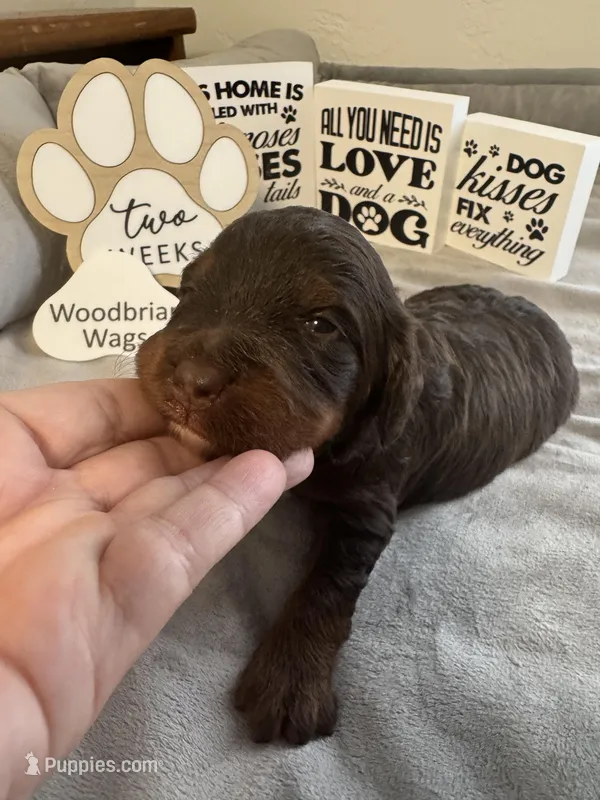 Bonnie Blar – Miniature Bernedoodle, Miniature Aussiedoodle puppy for sale in Greenville, OH