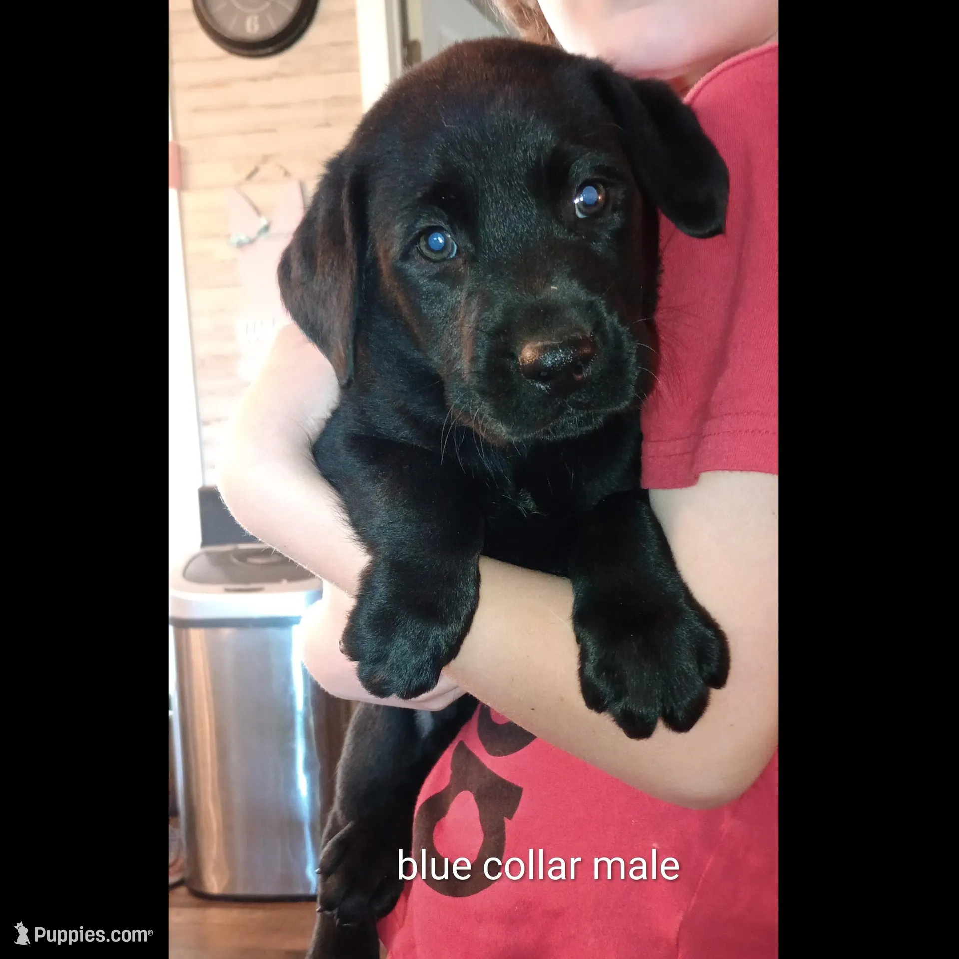 Black lab male – Labrador Retriever puppy for sale in Bishopville, SC
