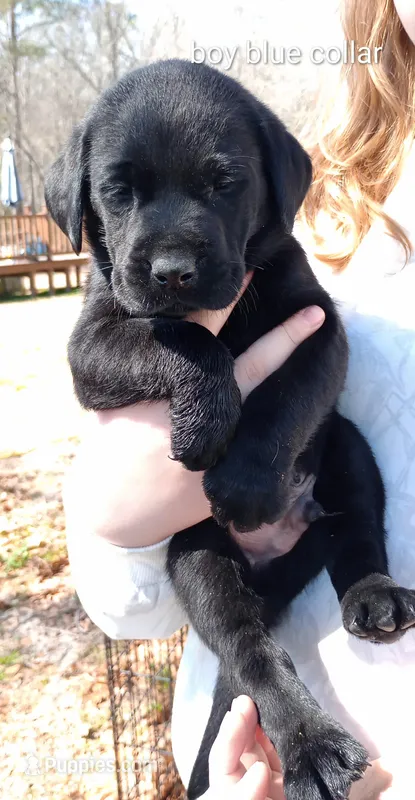 Black lab male