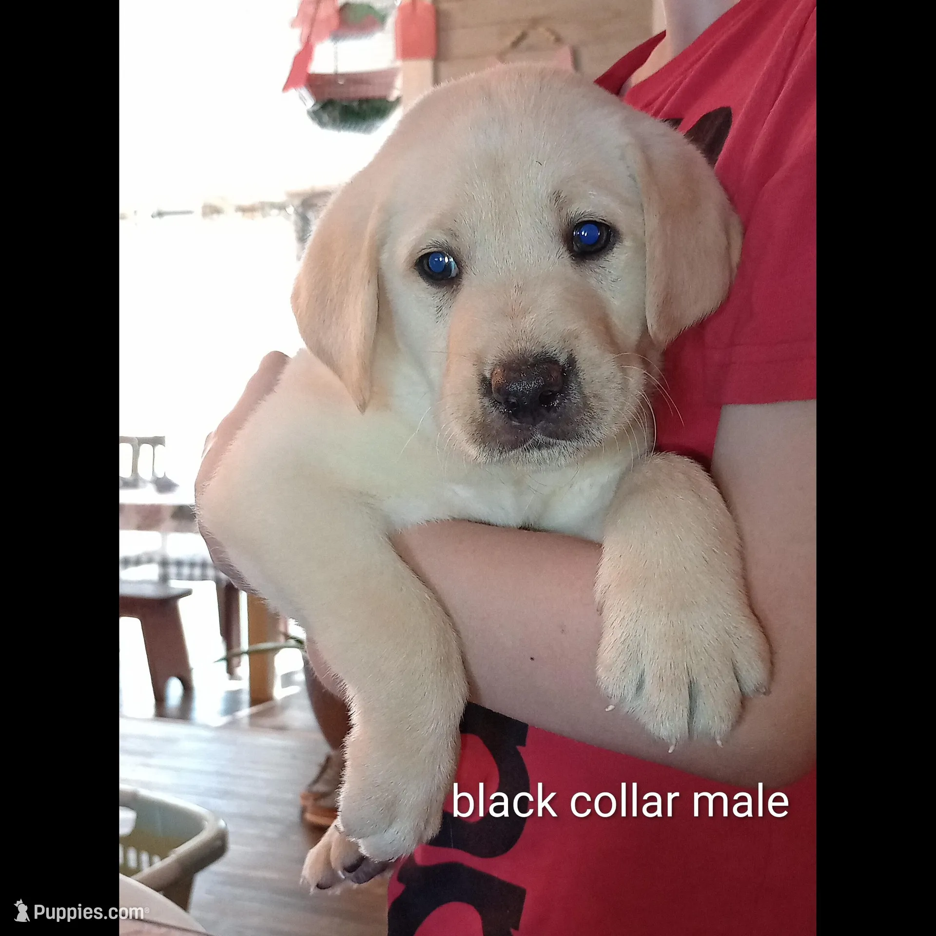 Yellow lab male – Labrador Retriever puppy for sale in Bishopville, SC