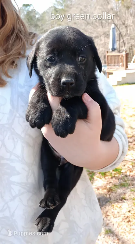 Black lab male