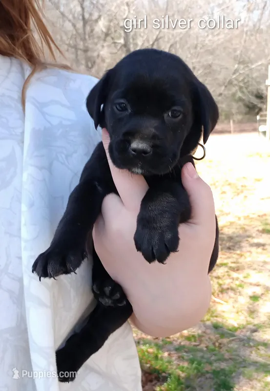Black lab female