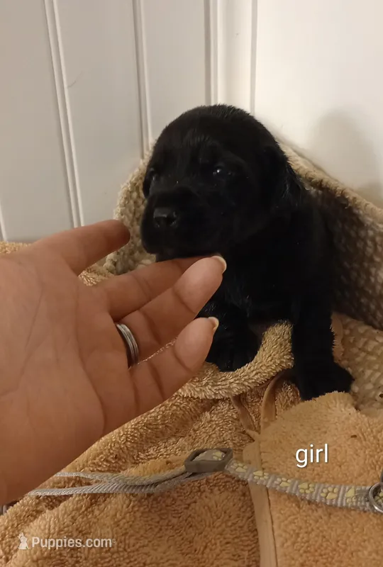 Black lab female