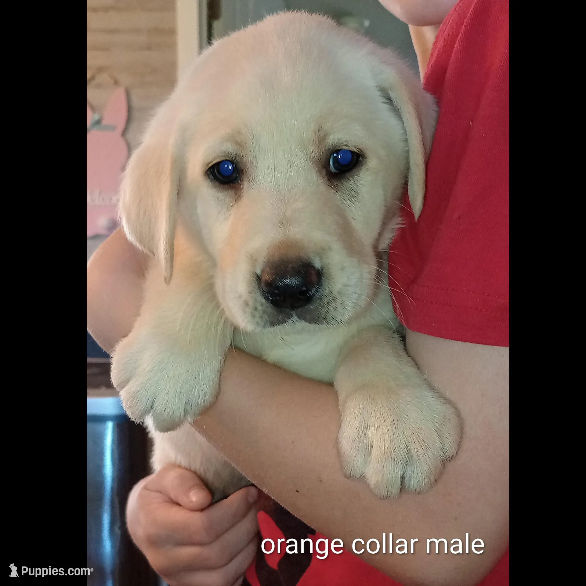 Yellow lab male – Labrador Retriever puppy for sale in Bishopville, SC