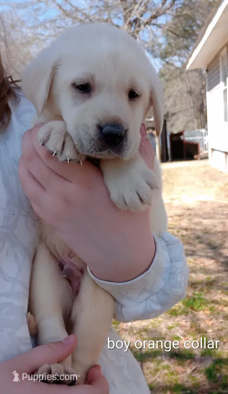 Yellow lab male
