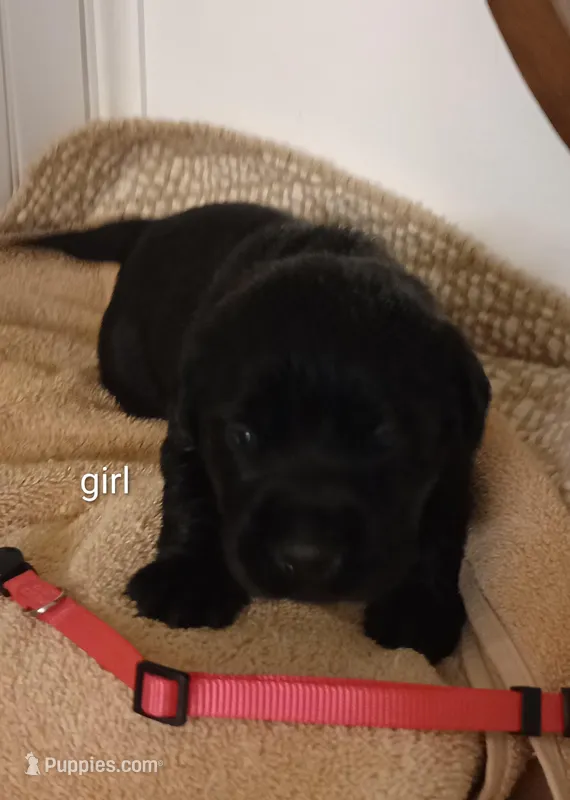 Black lab female