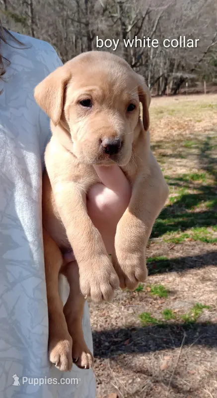 Yellow lab male