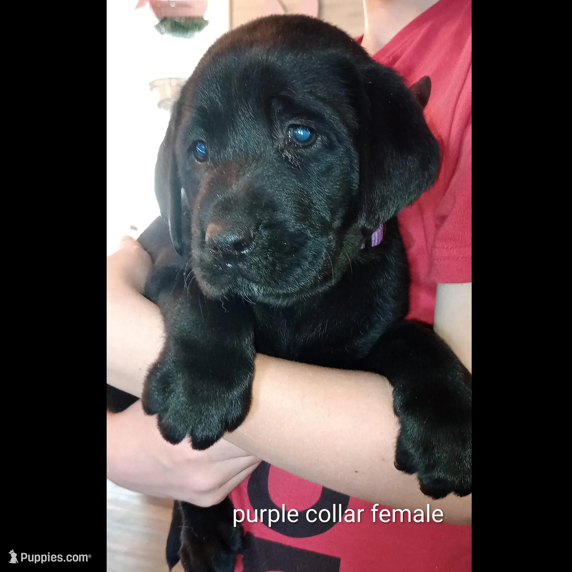 Purple collar female – Labrador Retriever puppy for sale in Bishopville, SC