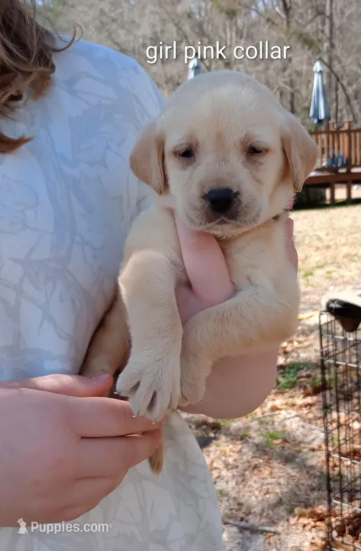 Yellow lab female