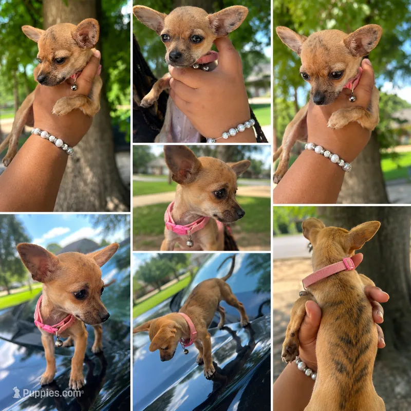 Kelly – Chihuahua puppy for sale in Montgomery, AL
