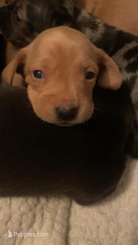 Only girl – Miniature Dachshund puppy for sale in Burlington Flats, NY