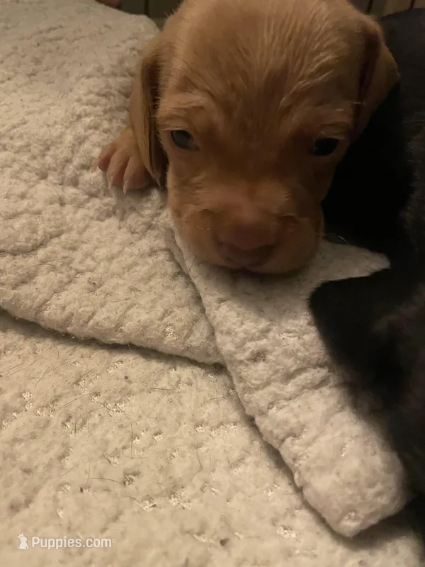 Blonde boy  – Miniature Dachshund puppy for sale in Burlington Flats, NY