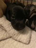 Pure black, a male Miniature Dachshund for sale in Burlington Flats, NY – Photo 2 of 2