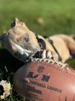 processed/78c71296-5b3d-461b-881d-fdb7cf72549a/listing/64afbbfc-cce5-4ea3-bbcd-ceec6a02c636/8e1592ff-87d1-40b2-9283-85962f38413c